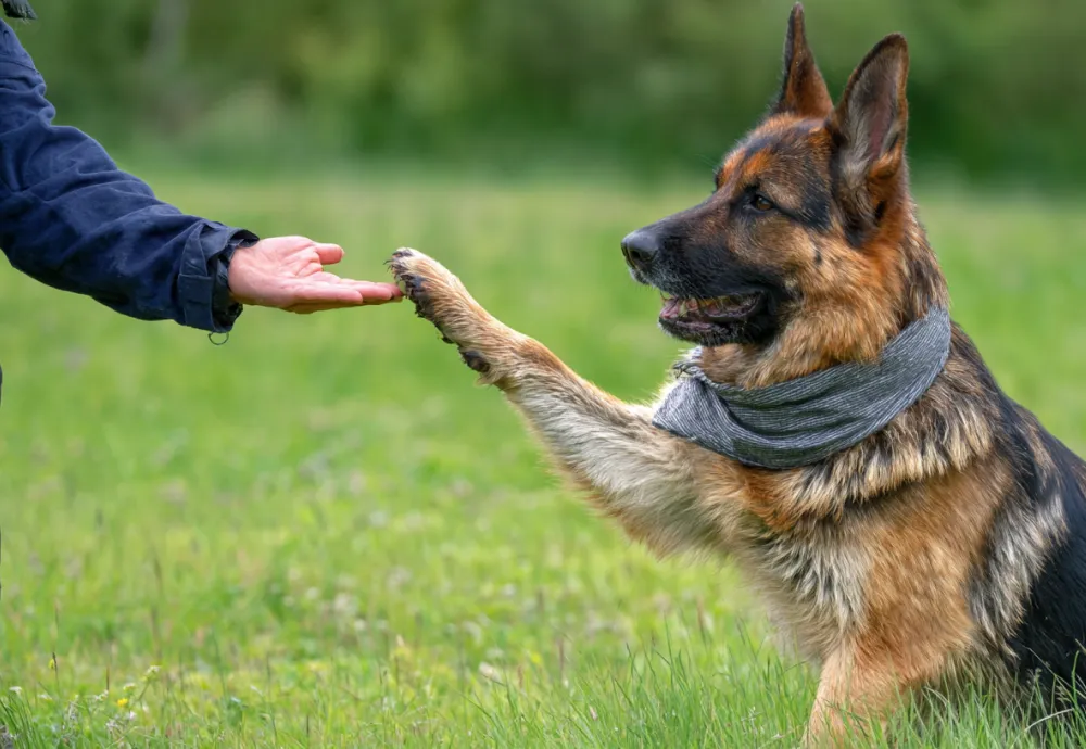 Find the Missing Piece in Your Dog’s Behavior with a Holistic Training System for Dog Owners
